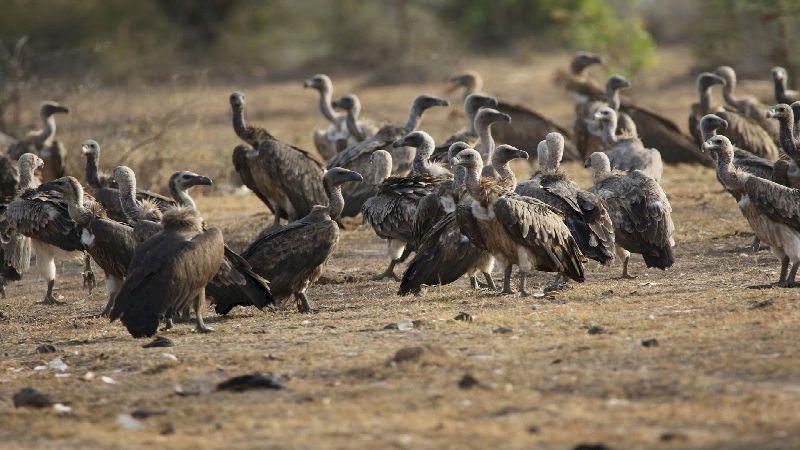 Despite ban, vulture-killing drug diclofenac widely sold for veterinary use in India