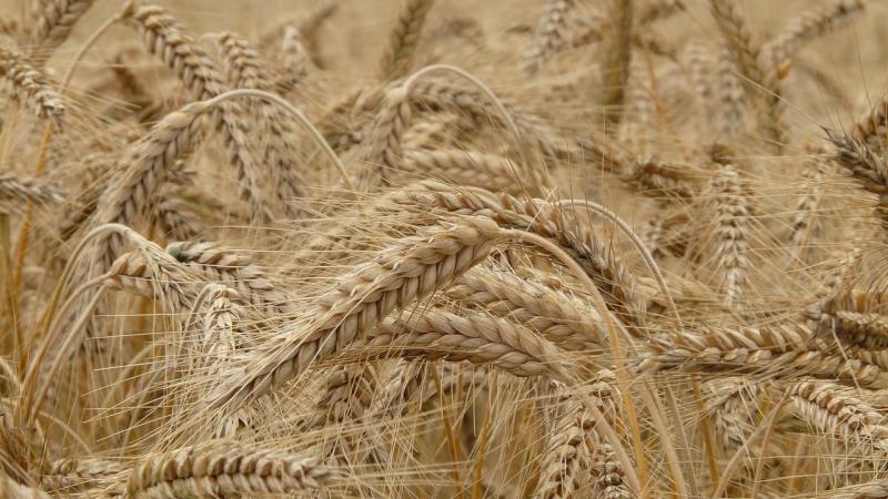 ICAR scientists develop the world’s first web-based tool to identify wheat varieties