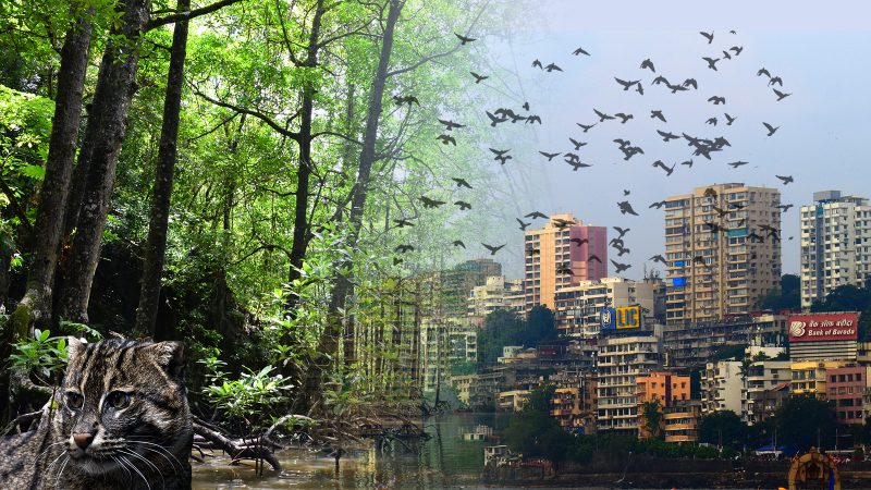 Tough to find a living space in Mumbai? The city’s wildlife also agrees