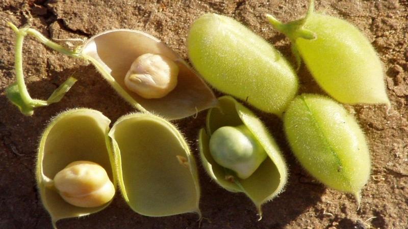 Tapping genes to make chickpeas resistant to droughts