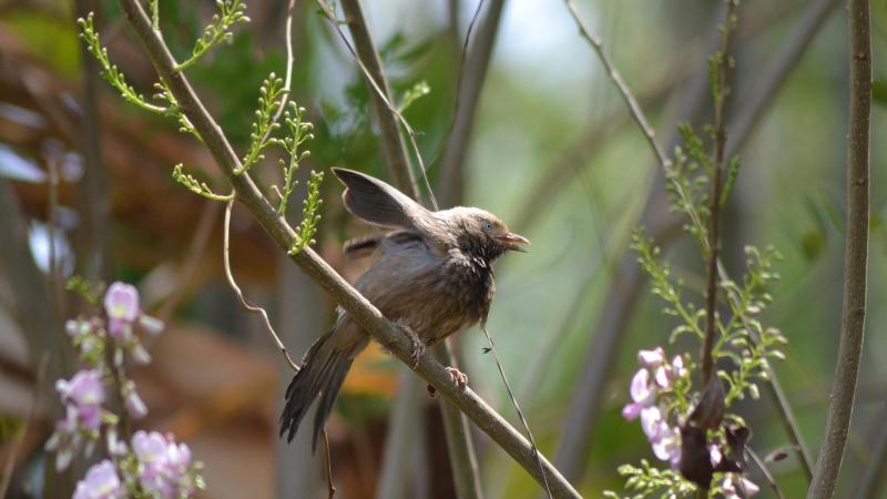 Locked down? Listen to the chorus of the dawn and help science