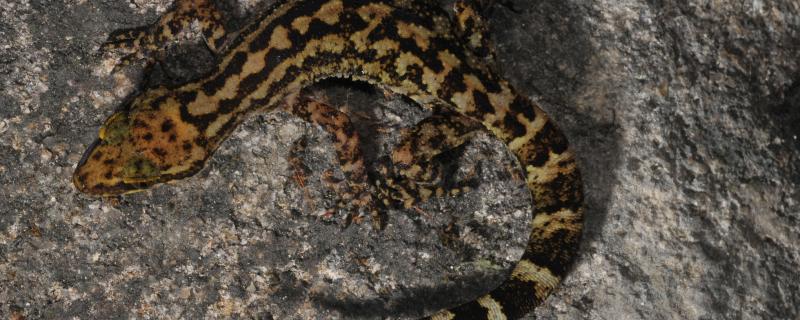 Credit: Dr Ishan Agarwal