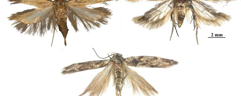 Gelechia adi sp. nov., G. bilobuncusa sp. nov. and Istrianis ladakhensis sp. nov.