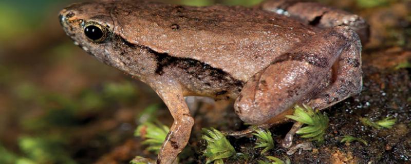 पश्चिमी घाट में संकरे मुँह वाले मेंढक की एक नई प्रजाति खोजी गई