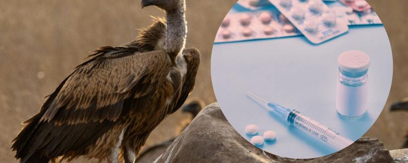 Vulture and drugs