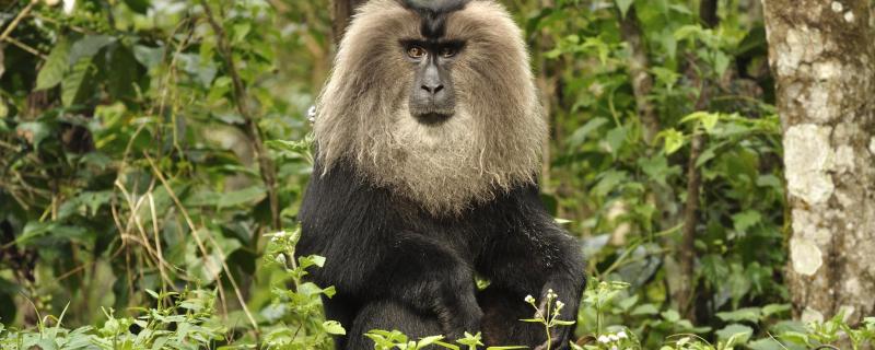 Lion Tailed Macaque