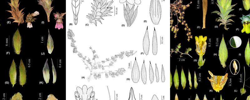 The image of the plant