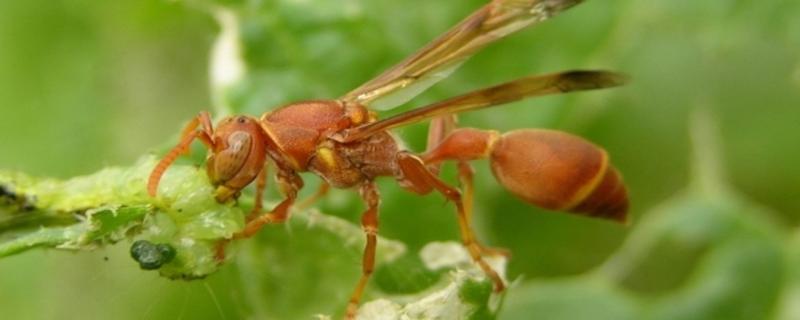 Establishing an order within chaos