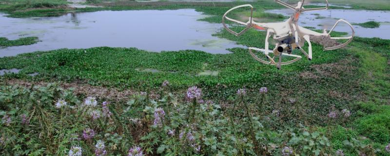 Drone over a swampy lake