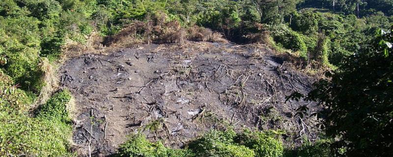 Tree-planting may help forests to recover faster after Jhum cultivation