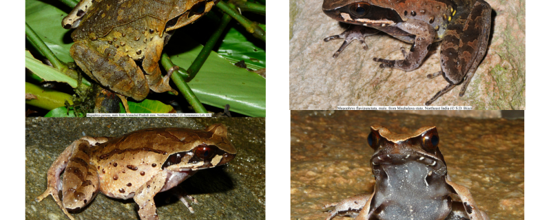 Credits: Top left: Megophrys periosa, Systematics Lab, DU; Top right: Megophrys flavipunctata, S.D. Biju; Bottom left: Megophrys himalayana, Systematics Lab, DU; Bottom right: Megophrys oreocrypta, Systematics Lab, DU