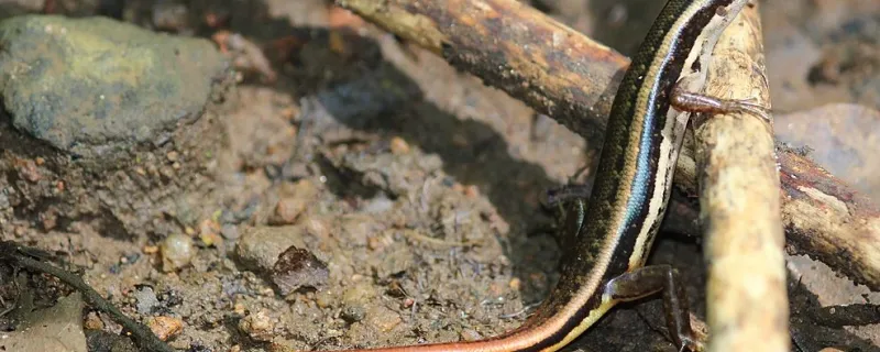 Ocean Hitchhikers: Tracing the Epic Journey of a Tiny Skink