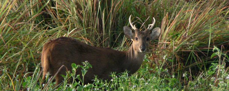 Credit: T. R. Shankar Raman via WikiCommons/ CC-BY-SA-4.0