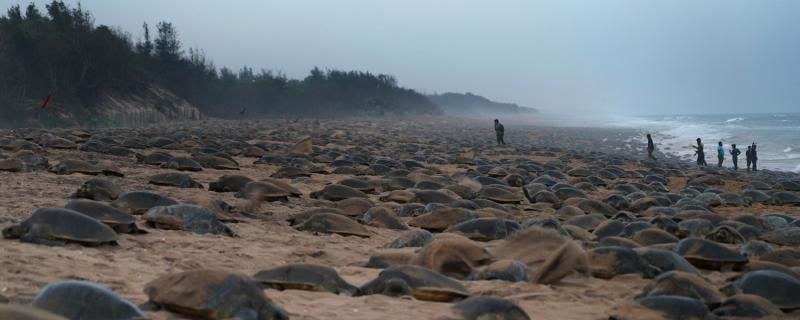 Arribada in Odisha