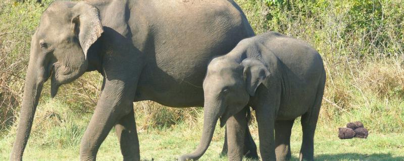 Asian Elephant