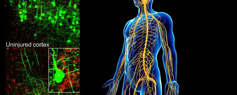Nervous system with inset images showing injured and uninjuret cortex