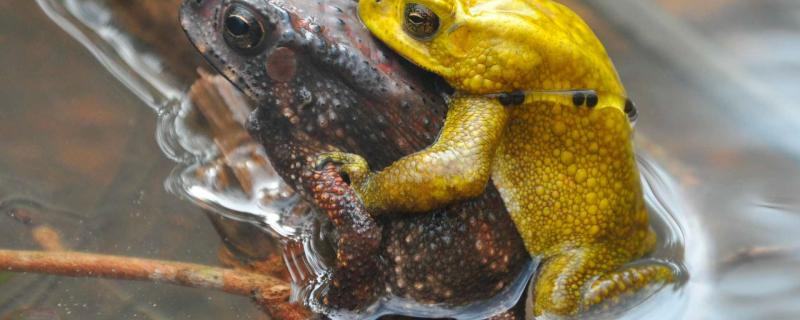 Brown female and yellow male Asian Common Toad (Duttaphrynus melanostictus) in amplexus in their natural habitat in Karnataka