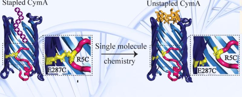 CymA protein nanopore