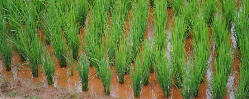 Photo : Purabi Deshpande / Research Matters