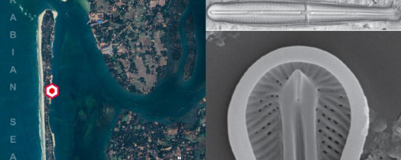 Satellite image of sampling site and microscope images of the diatom, Climaconeis heteropolaris