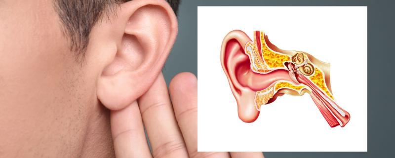 Ear and Inner Ear
