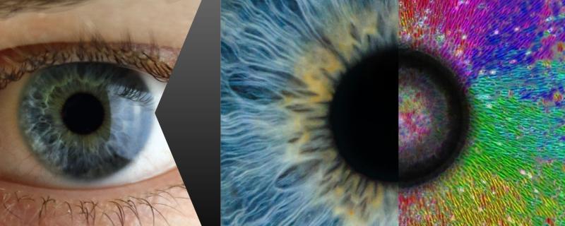 मानवी डोळा (डावीकडील अर्धा भाग) आणि मध्यभागी काचेचा मणी बसवलेल्या नरम विषमांगी थरावरील पेशींची मध्यापासून परीघाकडे जाणारी रचना (उजवीकडील अर्धा भाग)