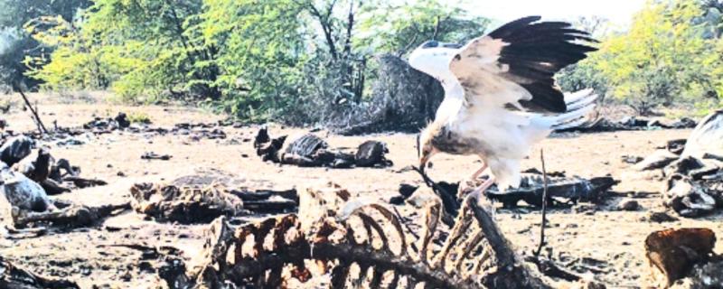 Egyptian vulture feeding on cattle carcass