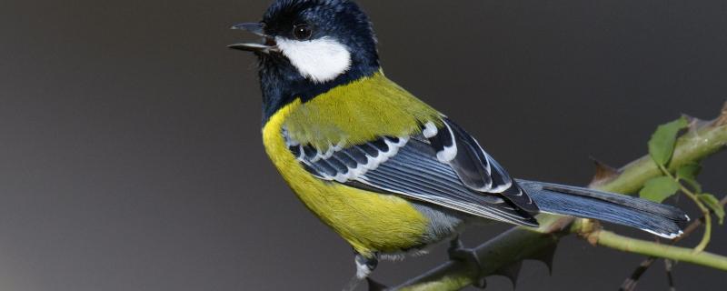 Photo : Aditya Chavan