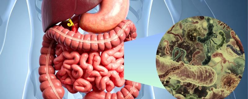 Gut Microbiome