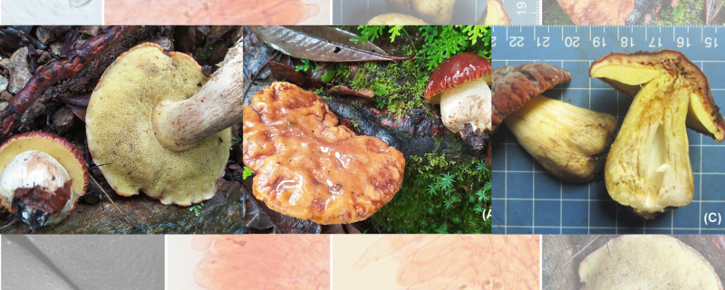 The image of the pitted mushrooms