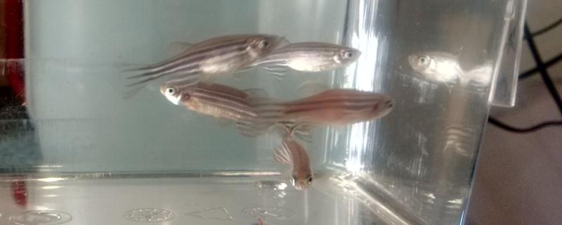 Photo : Dr. Chinmoy Patra