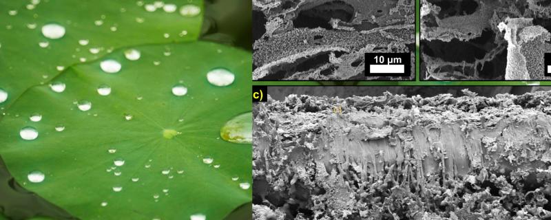 कमल के पत्ते। दृश्यांश: ऊपरी भाग की छिद्रित एवं वन सदृश संरचना प्रदर्शित करता SEM चित्र (a) संशोधित PES LIG का सतहरूपण (b) PVDF सिलिका LIG की विशेषताएं (c) सम्पूर्ण वाष्पित्र का अनुप्रस्थ काट का दृश्य.