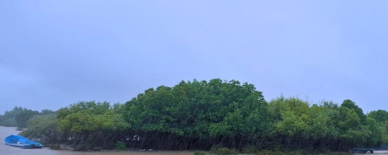 Mangroves