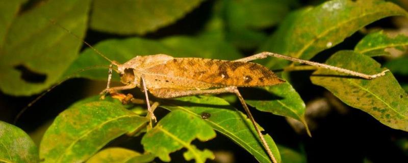 Photo : Dr. Rochishnu Dutta