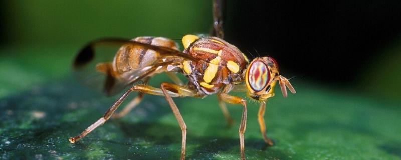 Melon fly (Bactrocera cucurbitae)