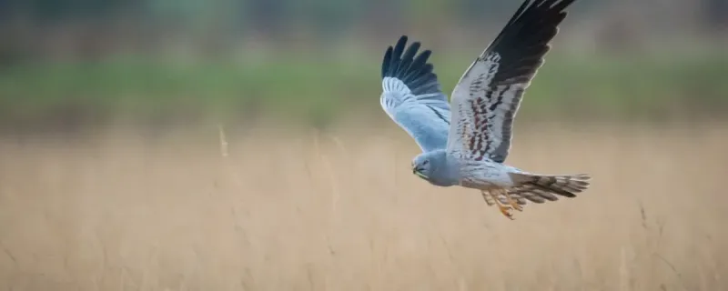 A Montagu's Harrier in a typical grassland habitat. Photo: Vinod M Kumar.