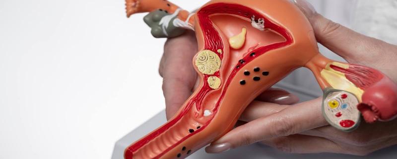 स्त्री प्रजनन संस्था