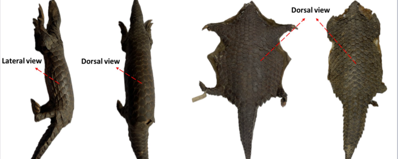 ಇಂಡೋ-ಬರ್ಮೀಸ್ ಪ್ಯಾಂಗೊಲಿನ್ (ಮನಿಸ್ ಇಂಡೋಬರ್ಮಾನಿಕಾ). ಕೃಪೆ: ವಾಂಗ್ಮೋ, ಎಲ್.ಕೆ., ಘೋಷ್, ಎ., ಡೋಲ್ಕರ್, ಎಸ್. ಮತ್ತು ಇತರರು.