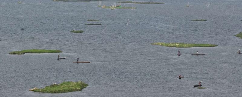 Phumdis at Loktak Lake, Manipur, India