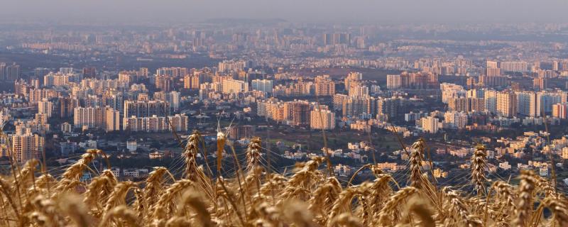 Image of crops and Pune city