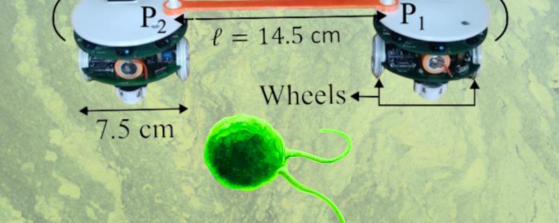 Biomimicking robots and Chlamydomonas