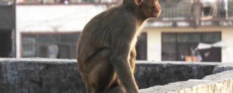 Rhesus macaque