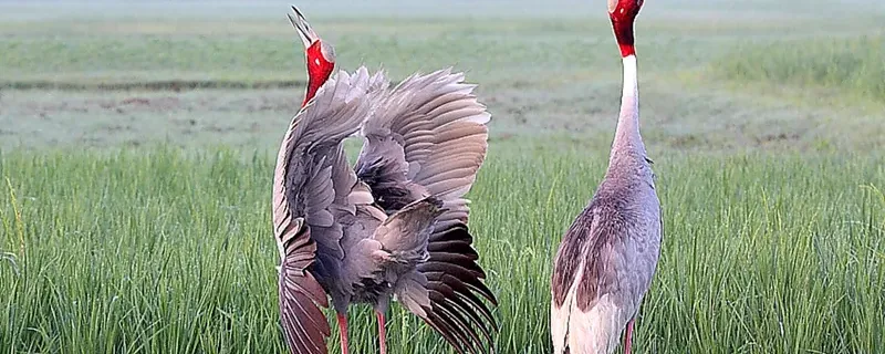 The Secret Language of Sarus Cranes: Using Duets to Identify Sex | Research Matters | Photo: K. S. Gopi Sundar