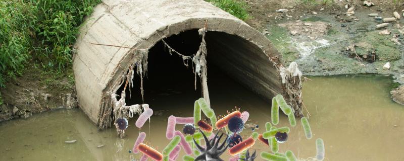 Sewage superbugs