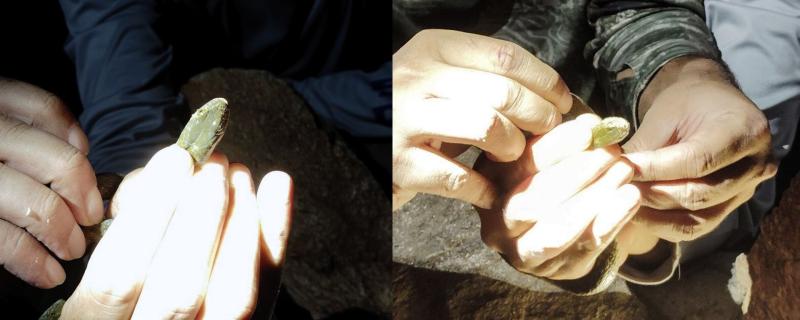 Experts handling a snake