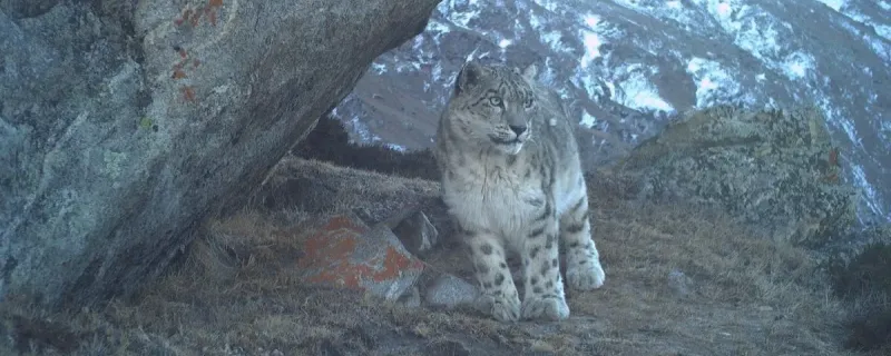 Snow leopard at Paddar, Kishtwar. Photo: Shahid Hameed and NCF.