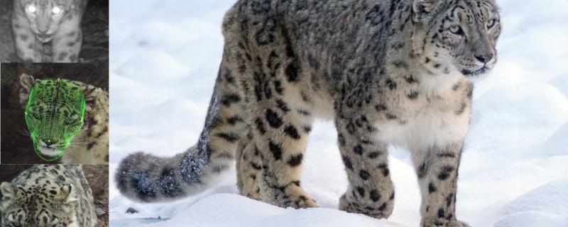 Snow Leopard