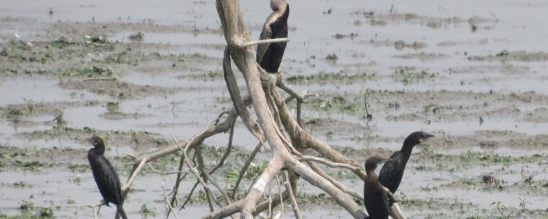 Birds on a dead root