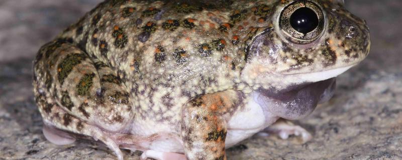 Sphaerotheca varshaabhu