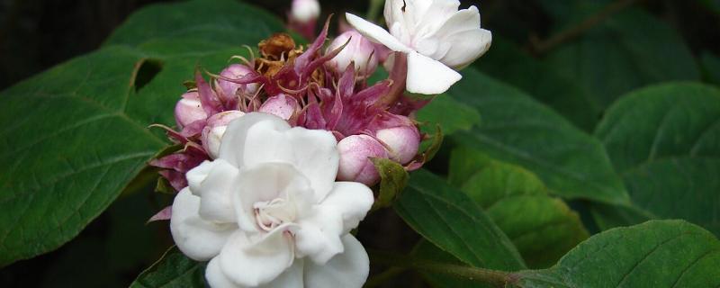 Clerodendrum chinense